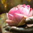 Ayurveda Wellness