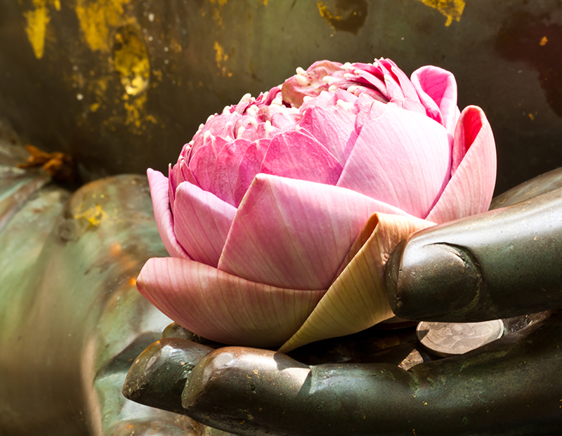 Ayurveda Wellness