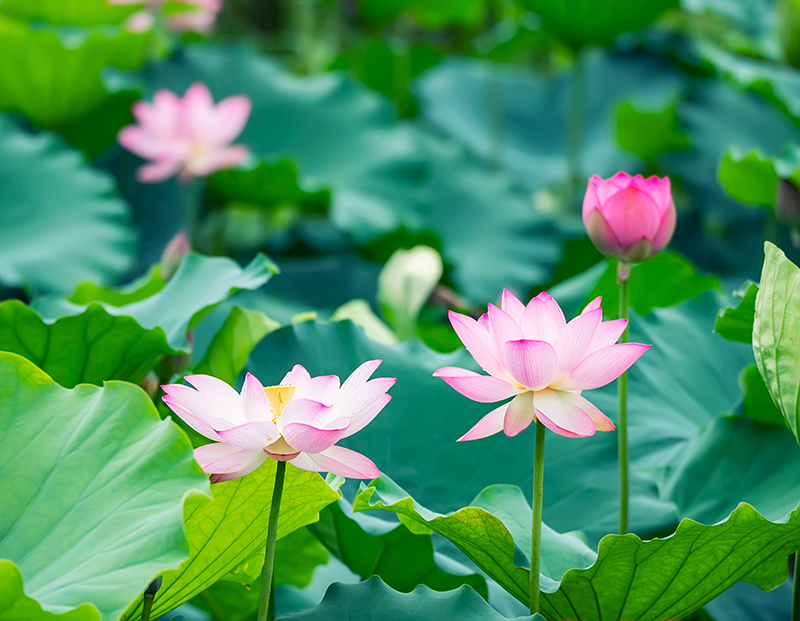 Blüten Sri Lanka Ayurveda Wellness