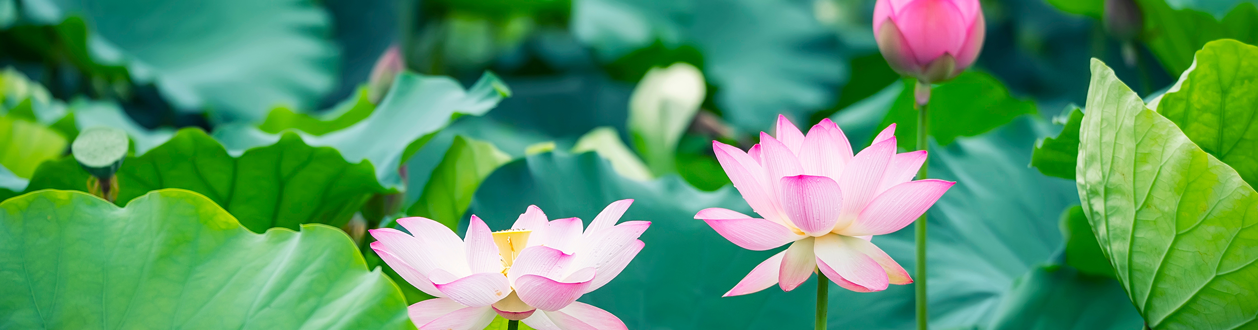 Ayurveda Wissen
